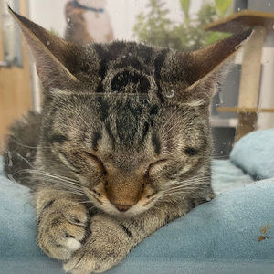 Meet your Posher, Kameran